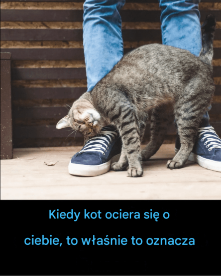 Kiedy kot się o ciebie ociera – co to naprawdę oznacza (spoiler: kocha cię i potrzebuje!)