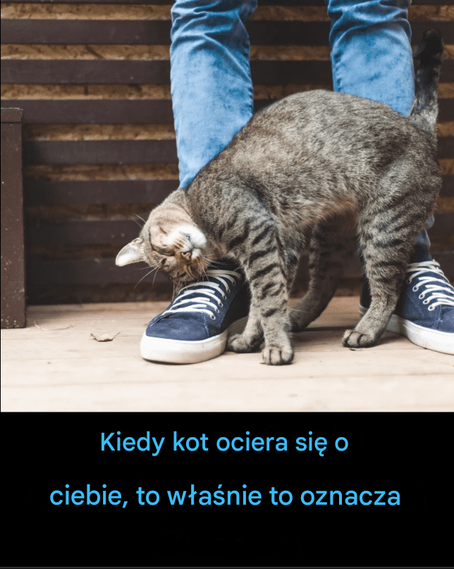 Kiedy kot się o ciebie ociera – co to naprawdę oznacza (spoiler: kocha cię i potrzebuje!)