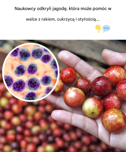 Naukowcy odkryli jagodę, która może pomóc w walce z rakiem, cukrzycą i otyłością