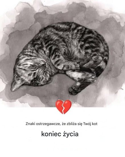 11 oznak, że Twój kot umiera