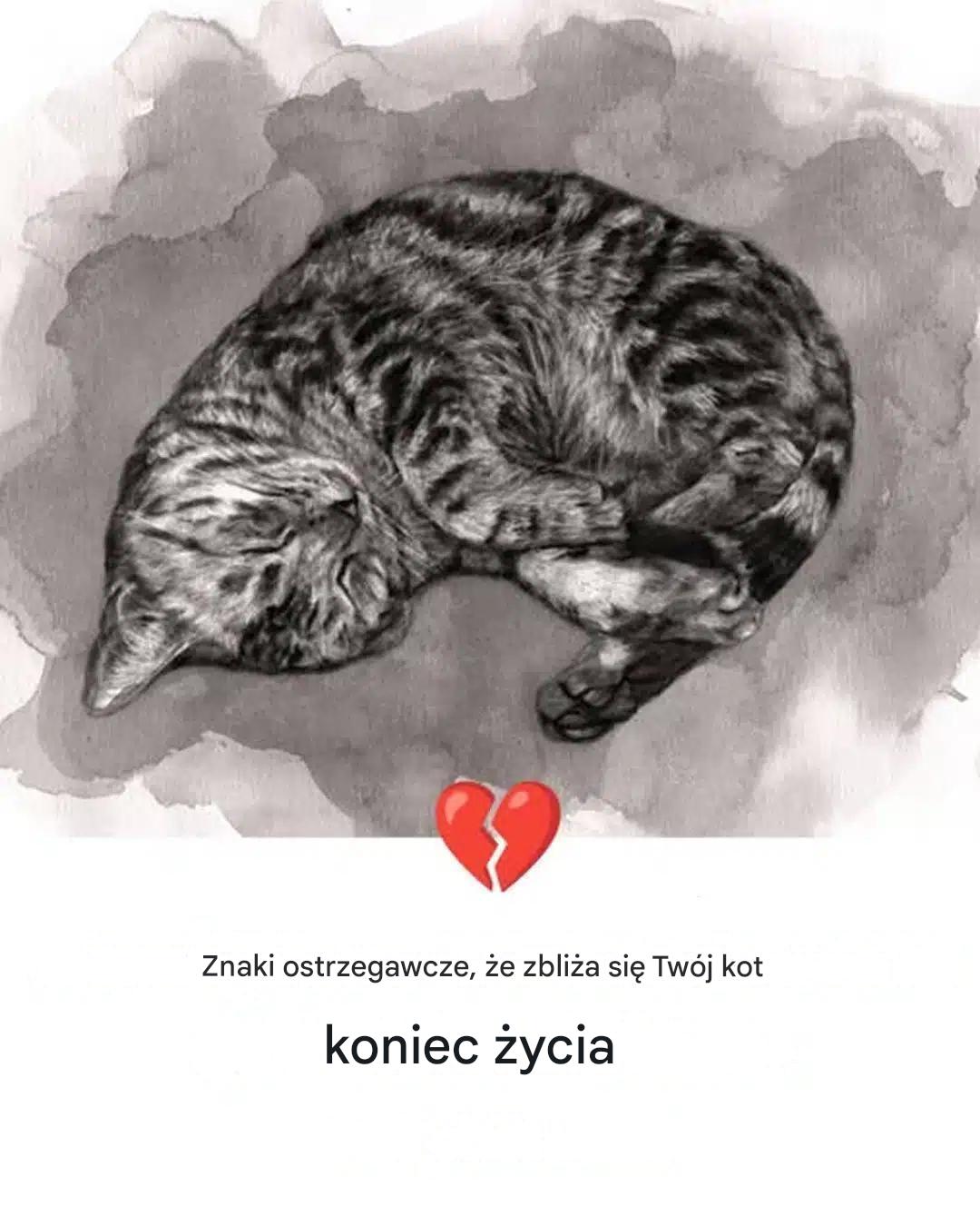 11 oznak, że Twój kot umiera