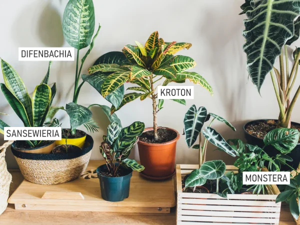 Rośliny w domu: ukryte zagrożenia, o których mało kto mówi – i jak ich skutecznie unikać