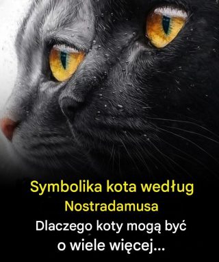 Symbolika kota według Nostradamusa: Czy koty to coś więcej niż tylko zwierzęta domowe? Według Nostradamusa kot nie jest zwierzęciem takim jak każde inne…