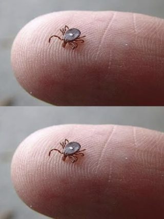 Czy ktoś wie, co to jest? Znalazłem to pełzające po nodze mojego syna po spacerze w lesie. Wyglądało jak kleszcz… ale ta dziwna biała plamka mnie wystraszyła. Trochę się boję. Czy ktoś kiedyś widział coś takiego?