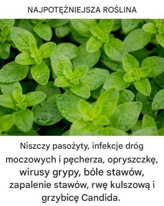 Chociaż oregano znane jest przede wszystkim jako zioło nadające smak pizzy i potrawom śródziemnomorskim, jest ono również dyskretnym, ale niezwykłym sprzymierzeńcem w dbaniu o zdrowie.